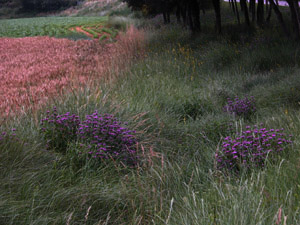 Vivers Càrex - Phlomis herba-venti 